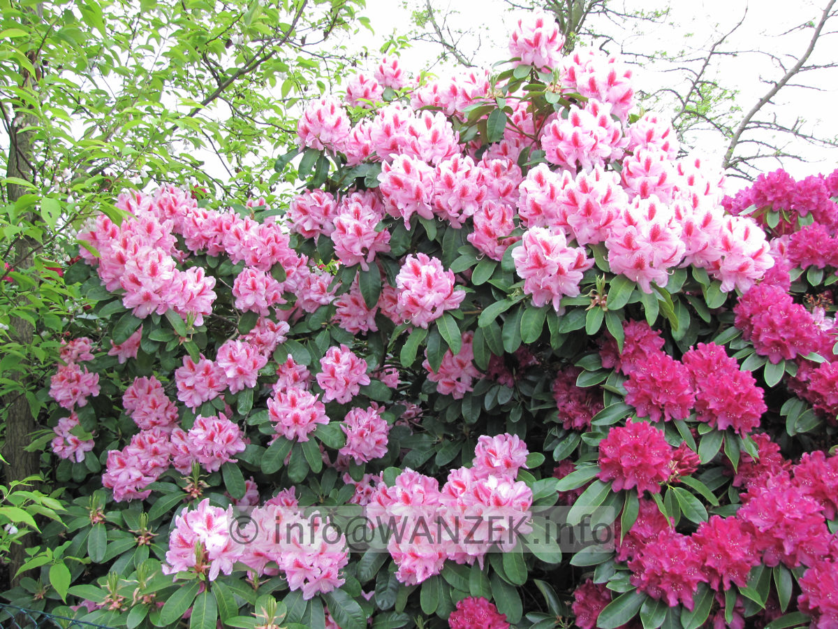 Rhododendron Furnivall's Daughter 05.JPG